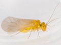 Enderleinella obsoleta